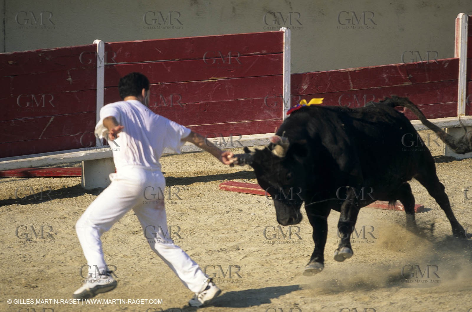 Gard, (FRA,30) - Camargue bull game