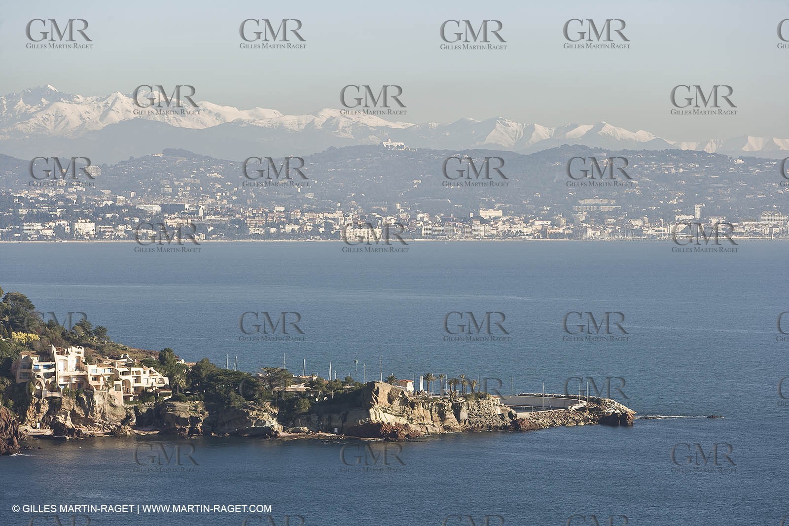 06 02 2008 - Théoule sur mer (FRA, 06) - Mimoses in full flower