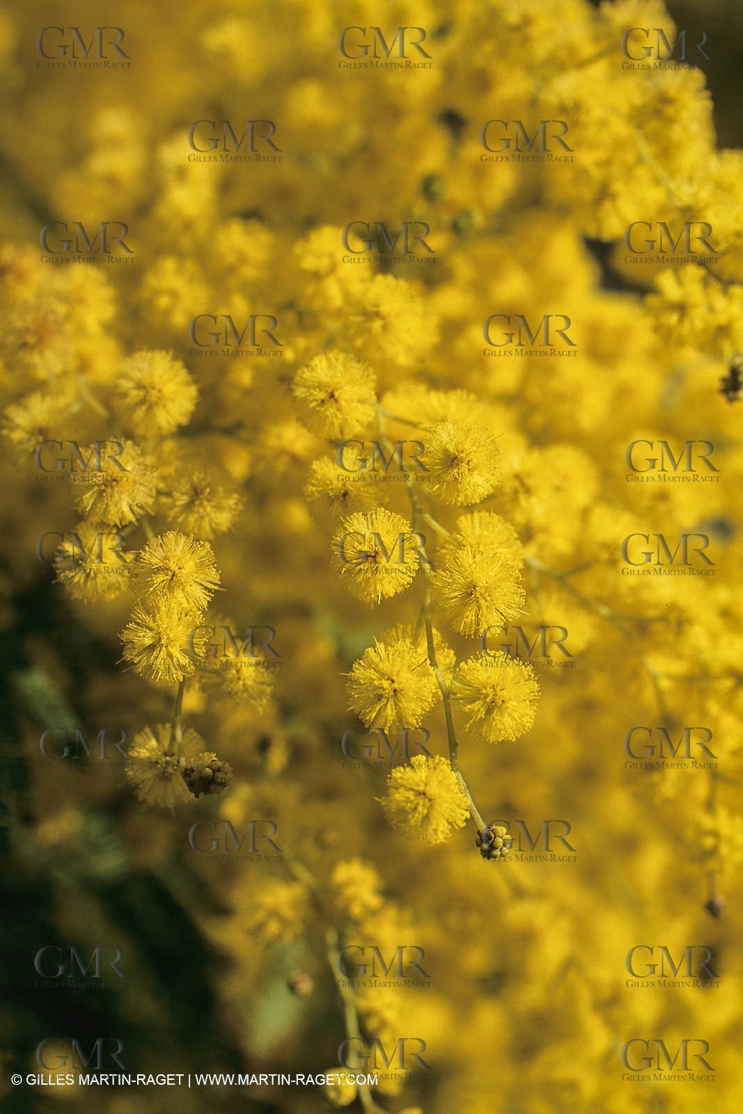 France, Provence, Arbres fruitiers en fleur   Spring bloom