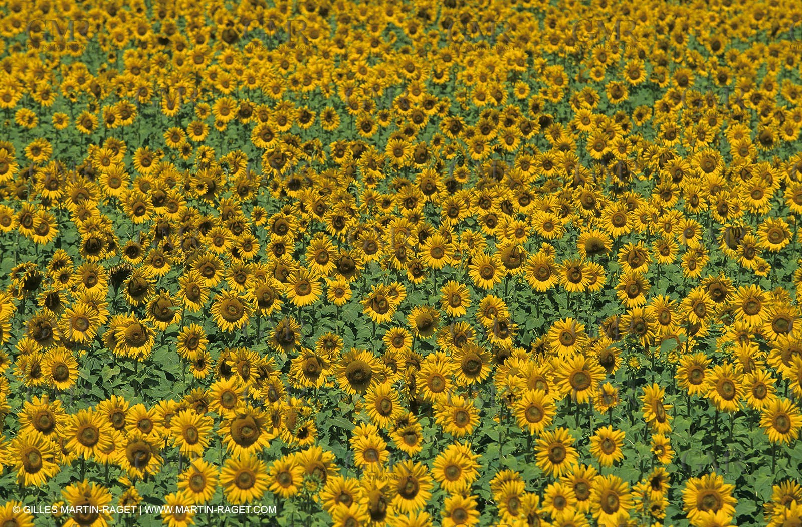 Alpilles (FRA,13) - Sunflower fields