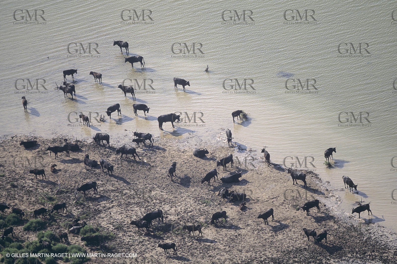 France, Provence, Camarggue, Taureaux de Camargue, bulls