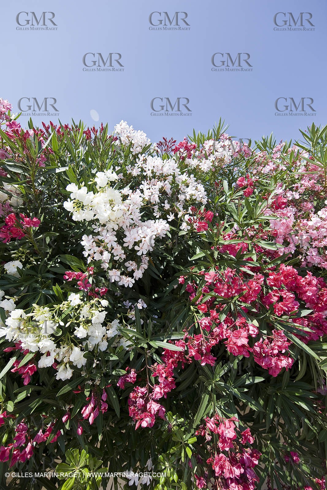 26 06 09 - Sanary sur mer (FRA,83)