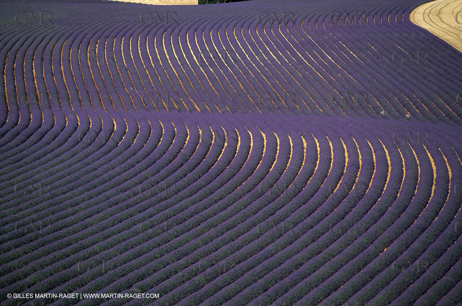Lavander fields