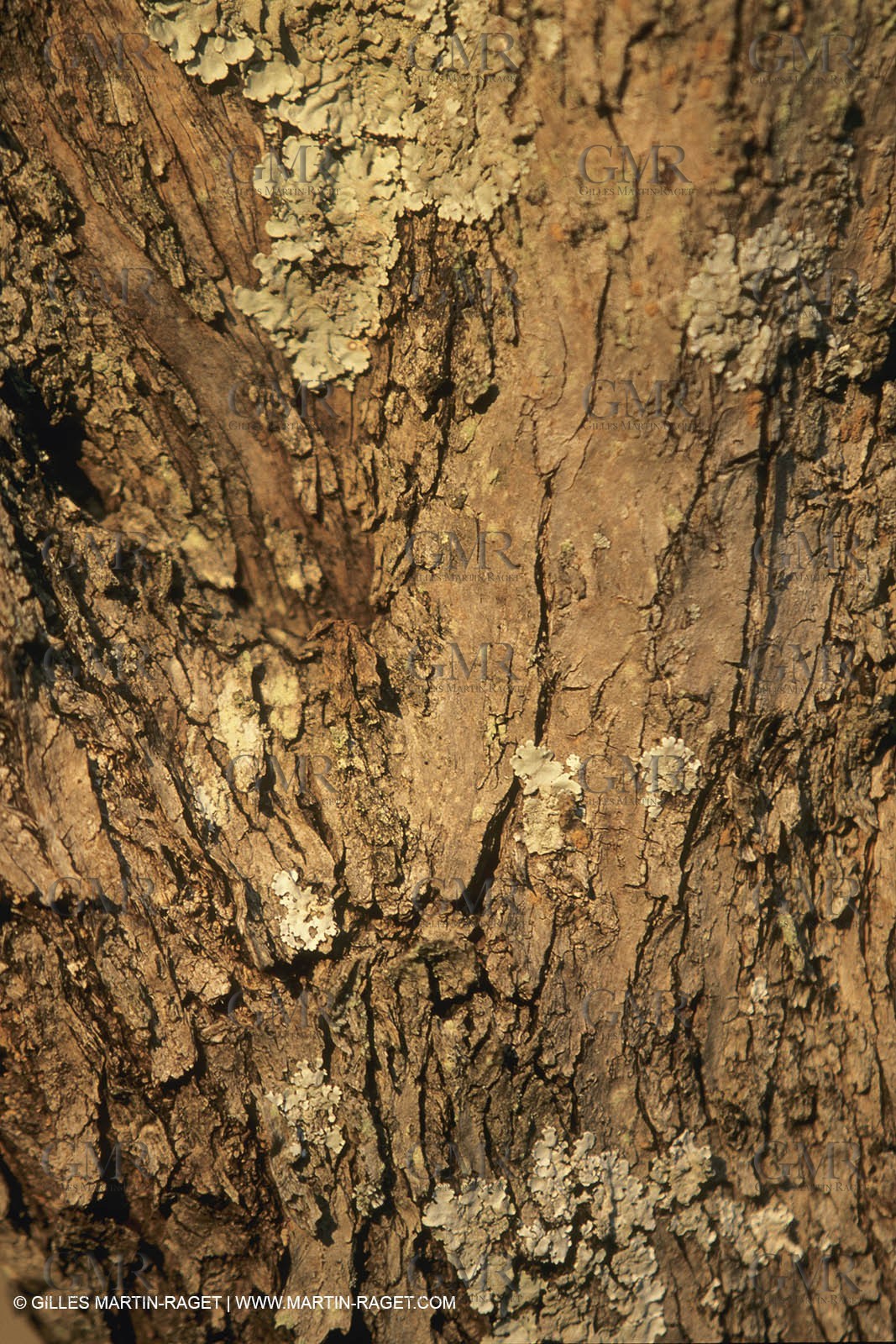 France, Provence, Bois d'olivier   olive tree wood