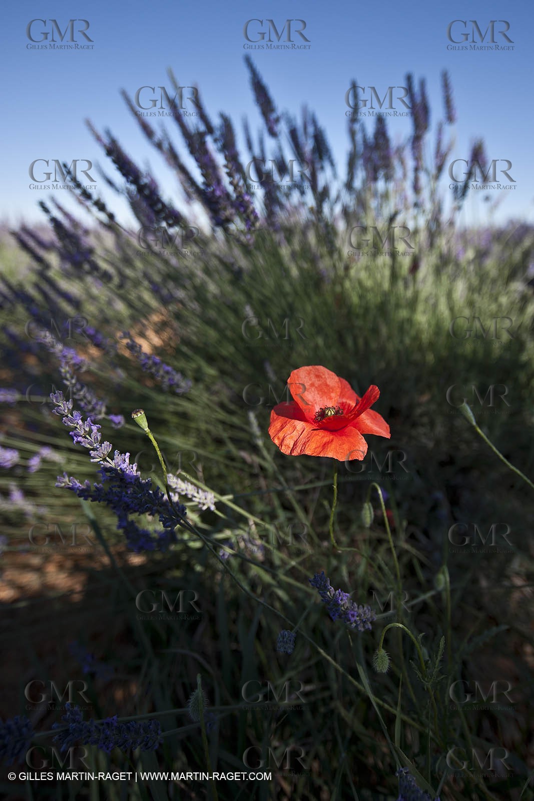 27 06 2011 - Valensole (FRA, 04) - Lavander fields