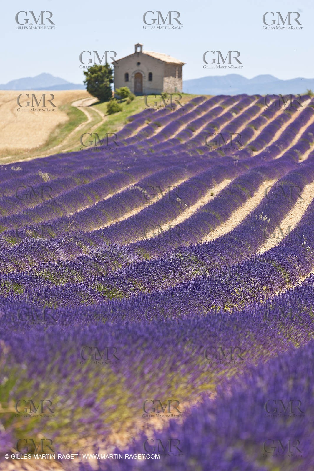 27 06 2011 - Entrevennes (FRA, 04) - Lavander fields