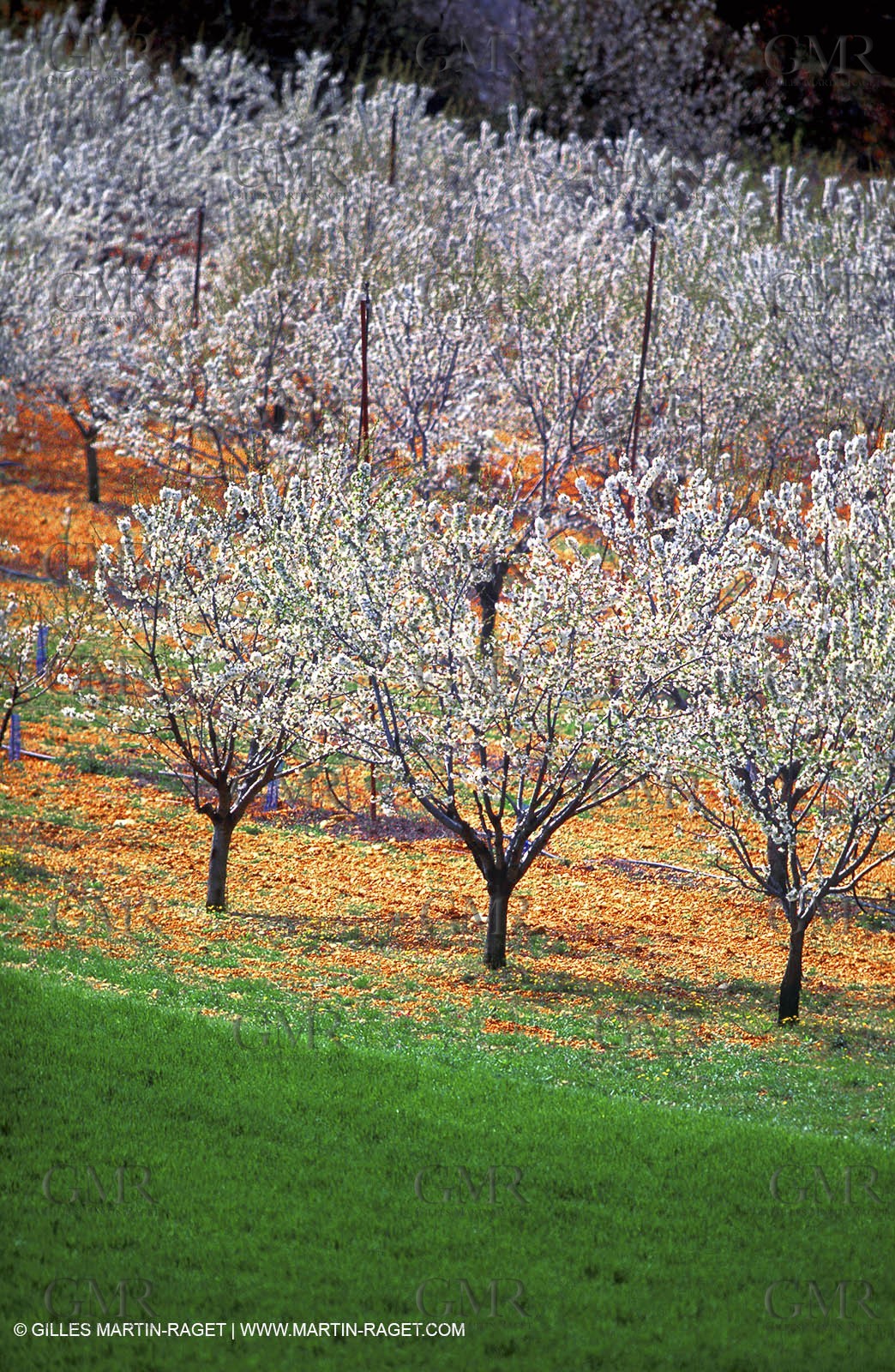 Cherry trees