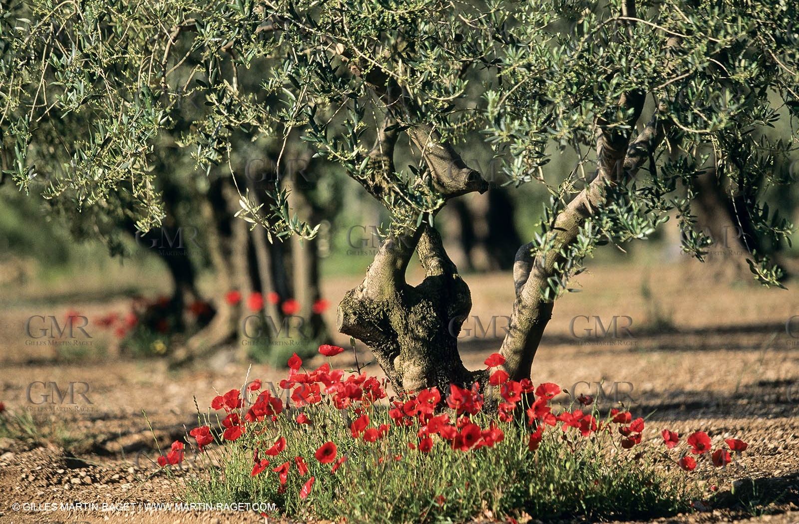 2000-2010- Les Alpilles (FRA,13) - Poppy fields