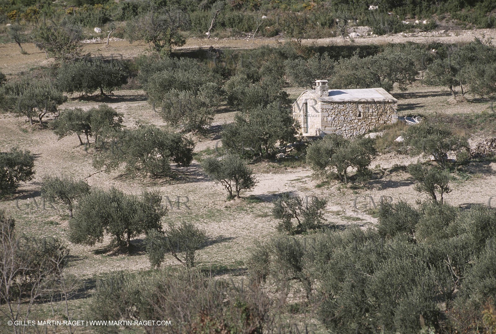 Baux de Provence valley olive tree fields, olives, olive oils