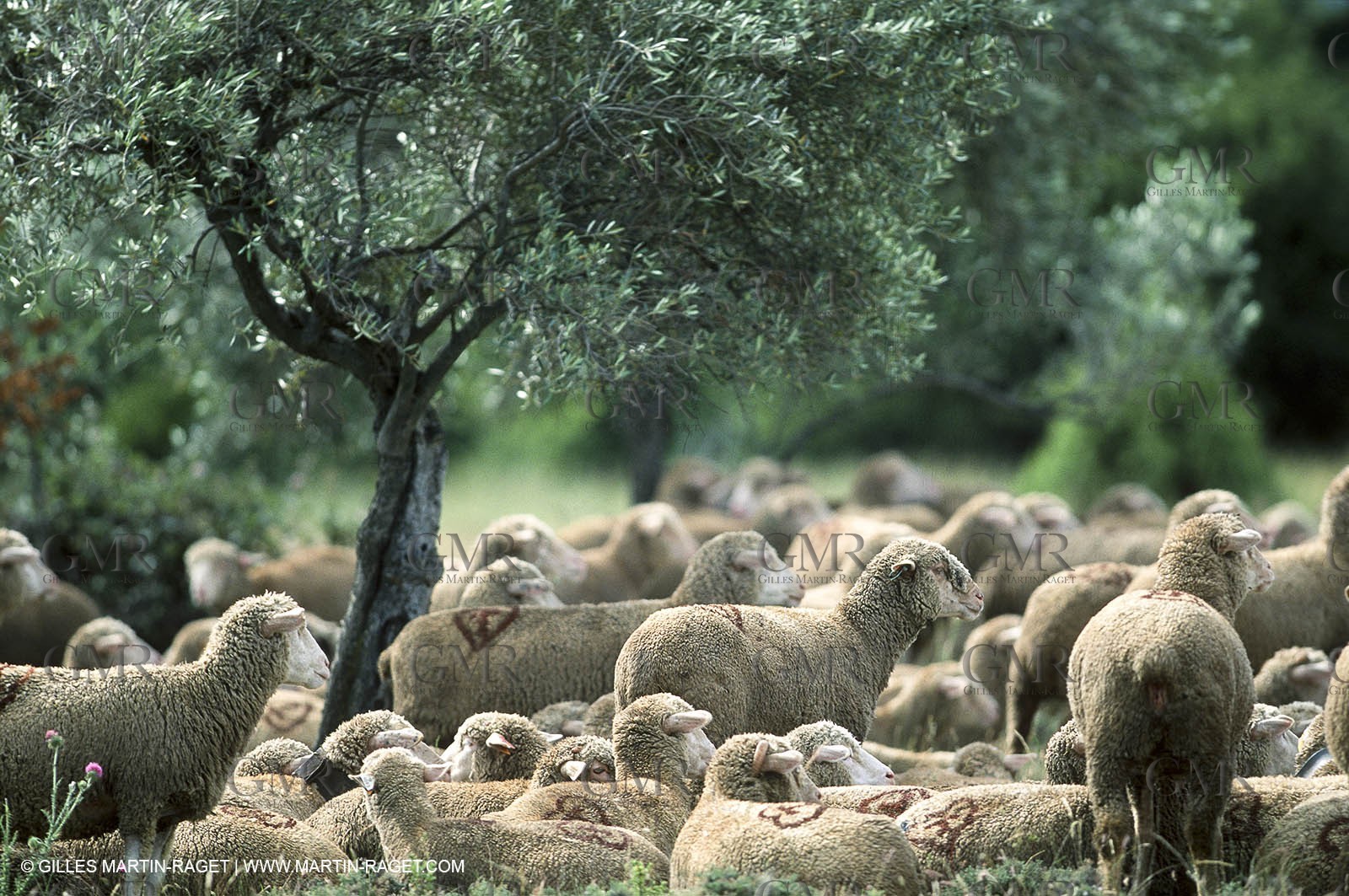 Saint Rémy de Provence (FRA,13) - Sheep stocks migration Fest