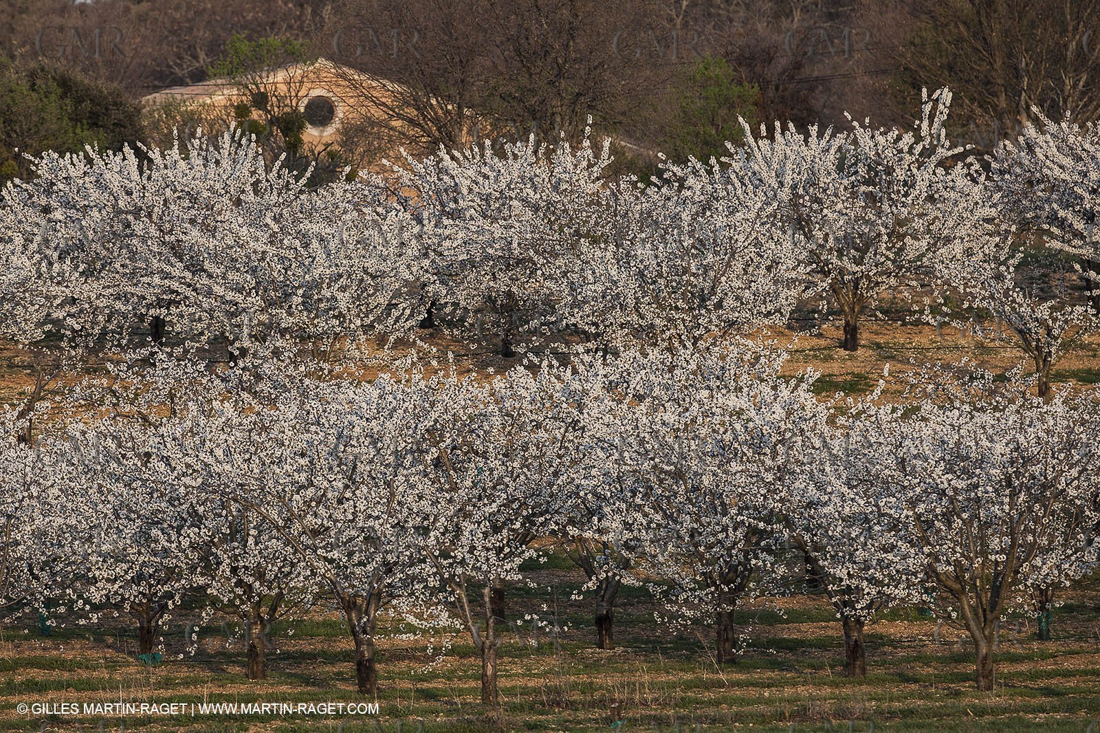 March 30th 2012 - Saint Saturnin les Apt (FRA, 84) - blooming cherry trees