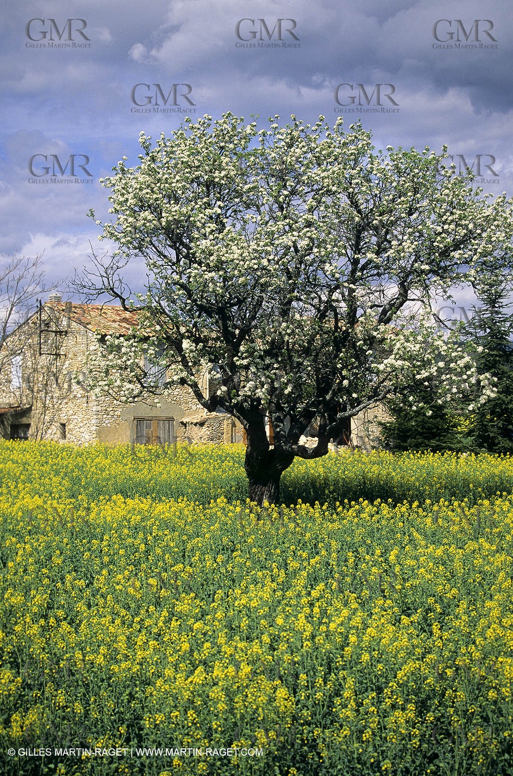 Alpilles (FRA,13), Rape fields