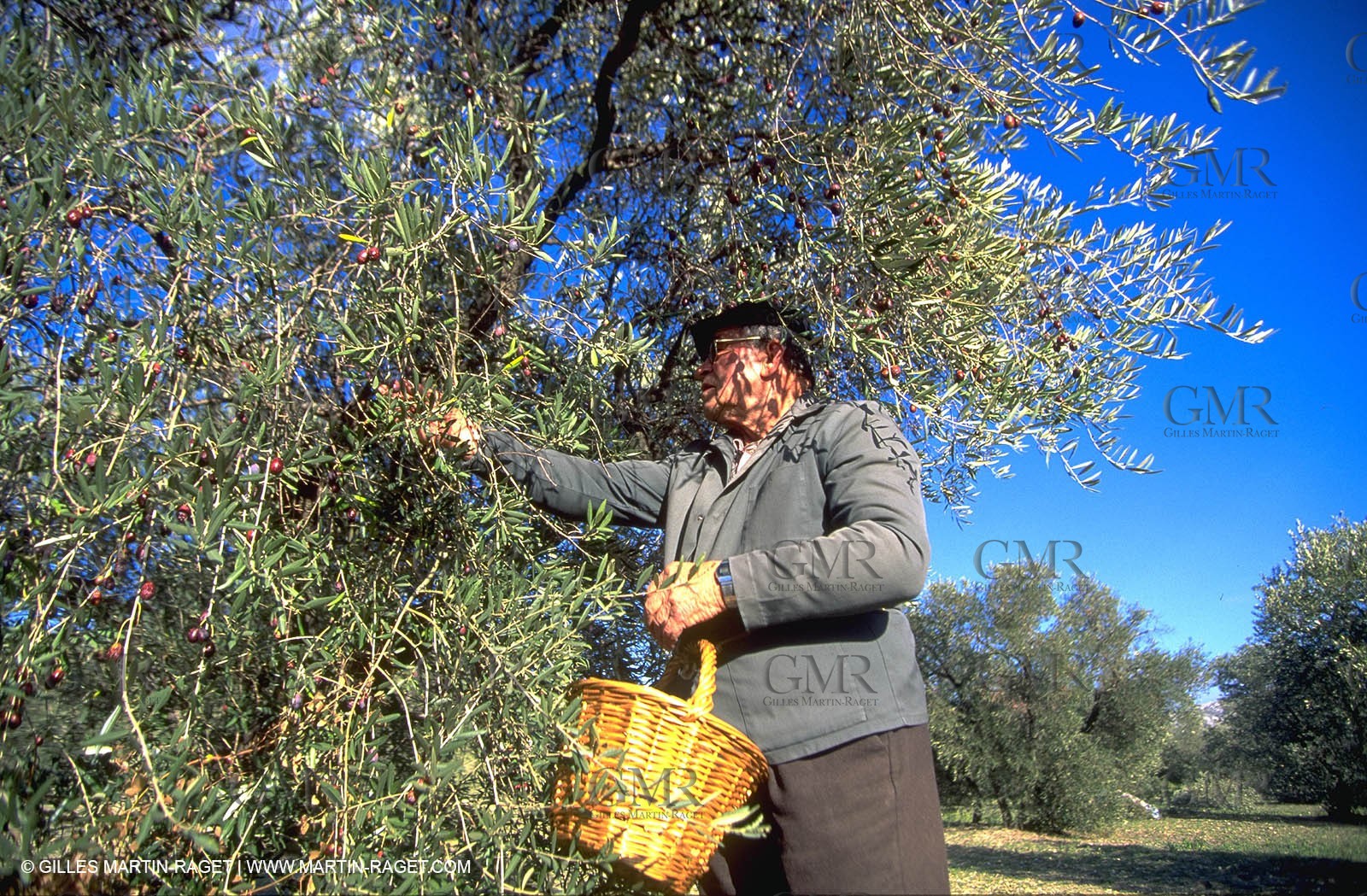 Olives - oliver trees - Olive oil