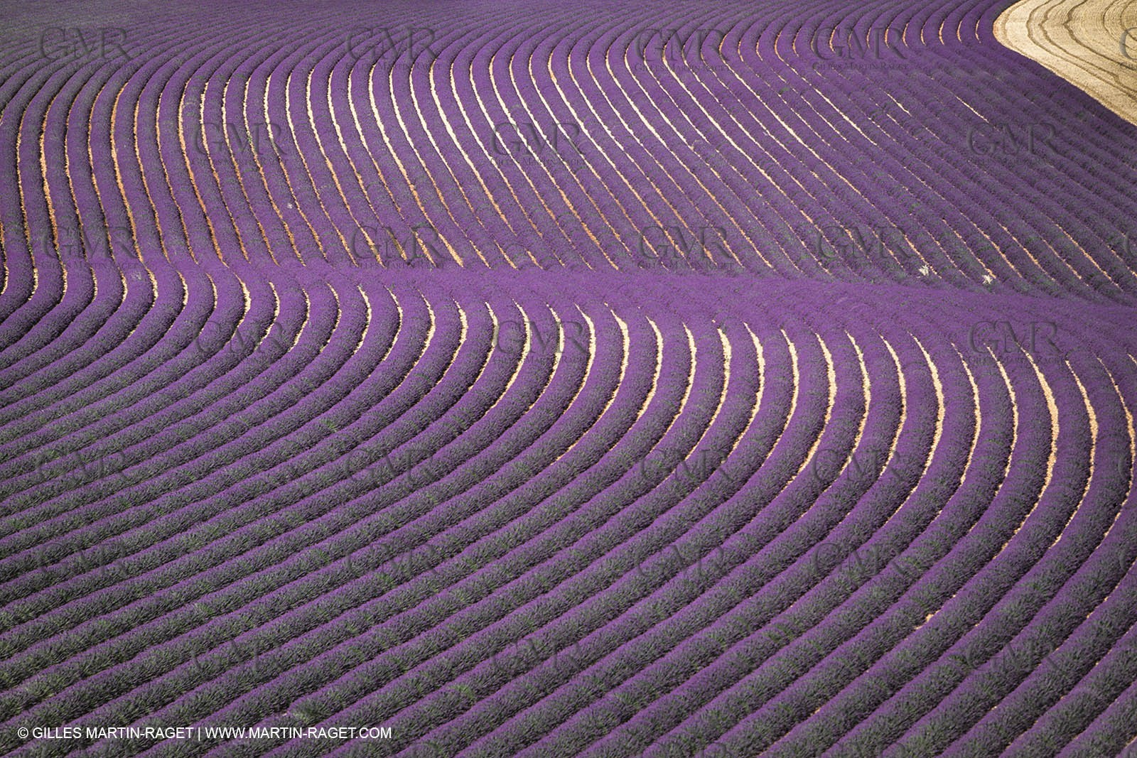 Juin 2005, Valensole (FRA,04) - Lavander fields
