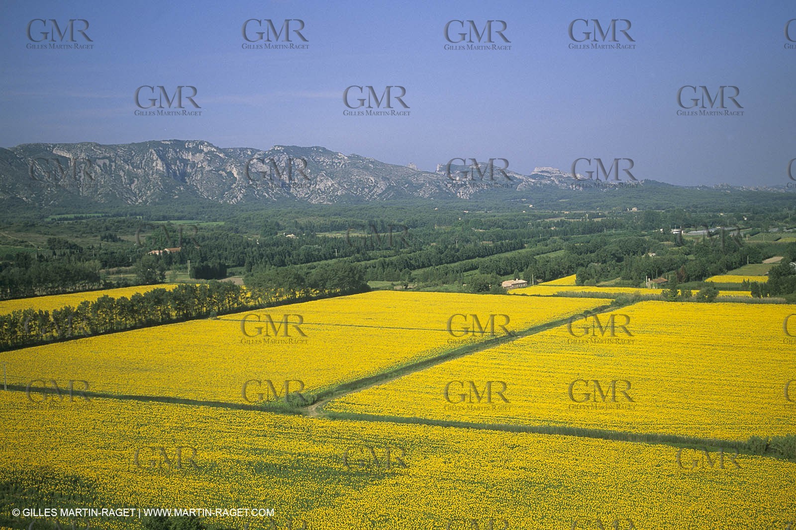 France, Provence, Champs de tournesols