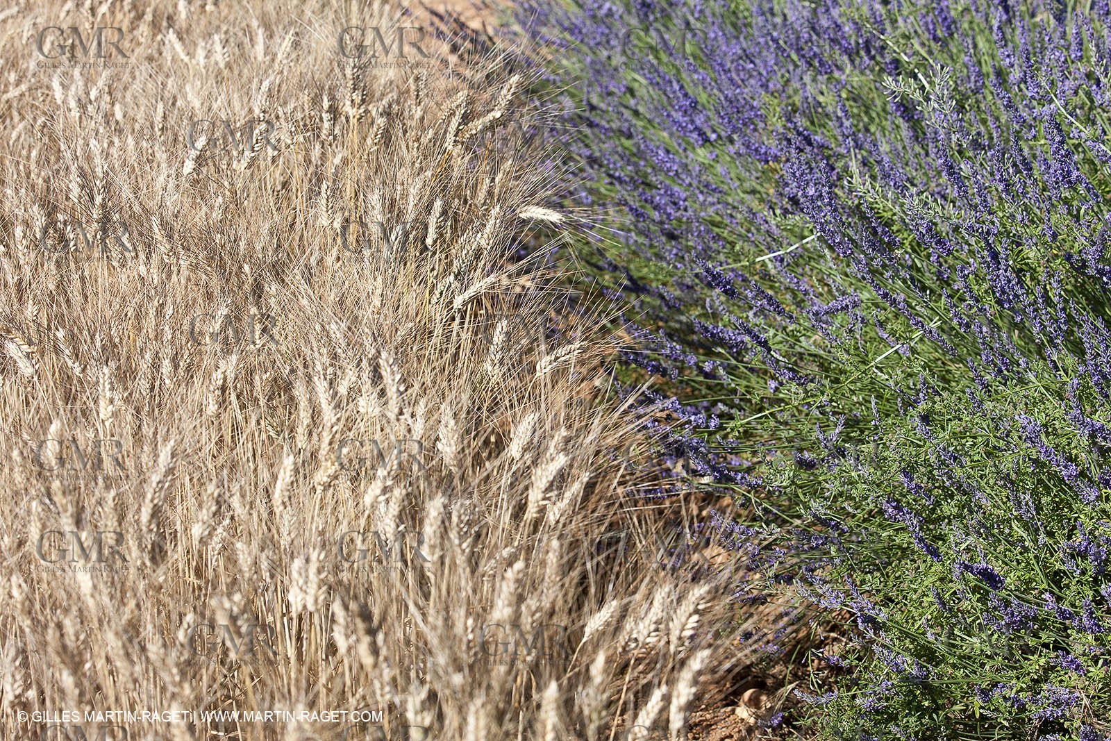 27 06 2011 - Valensole (FRA, 04) - Lavander fields