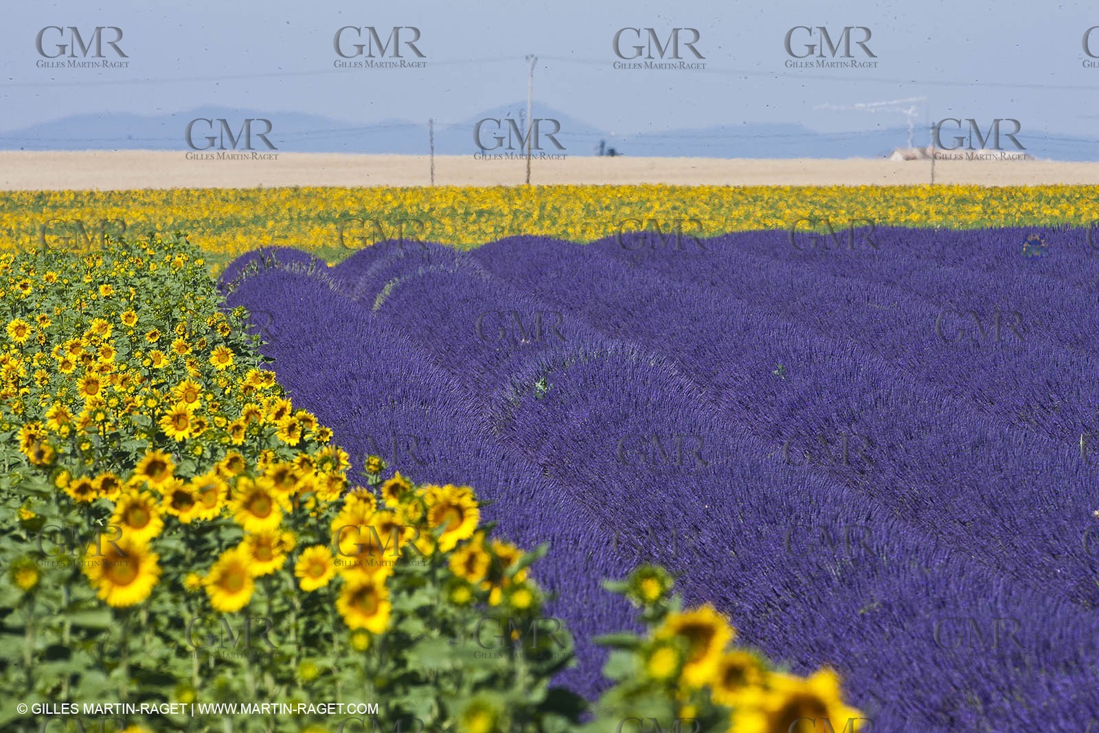 27 06 2011 - Valensole (FRA, 04) - Lavander fields