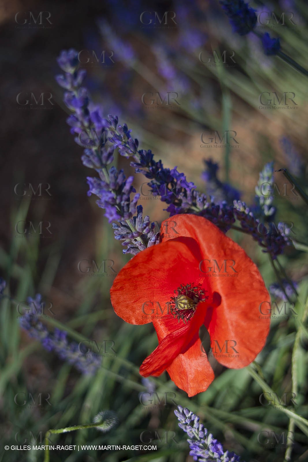 27 06 2011 - Valensole (FRA, 04) - Lavander fields