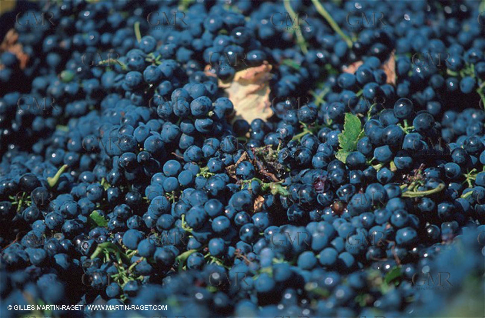 Wine - vineyards - Harvest