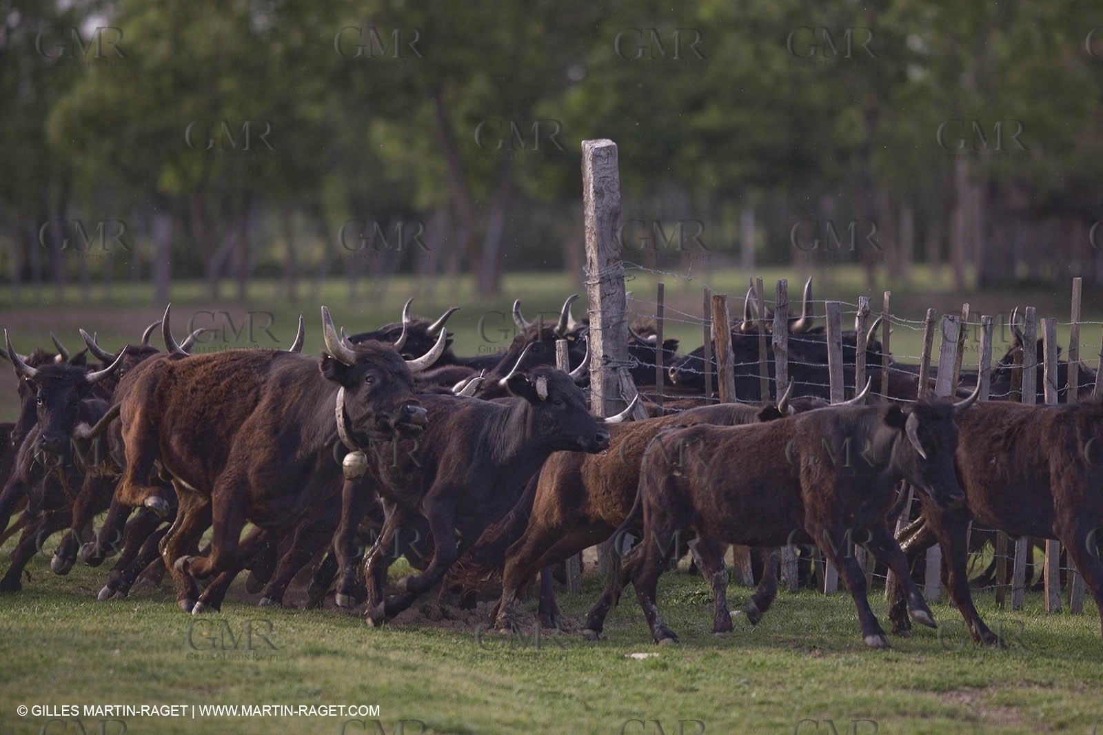 07 05 2008 - Le Cailar (FRA,30) - Stock work at Mas du Pont de Laute domain