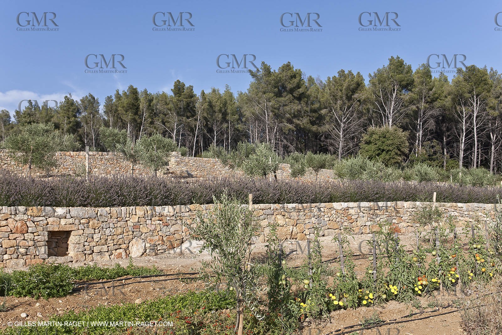 28 07 2009 - Sanary sur mer (FRA,83) -Olive trees garden