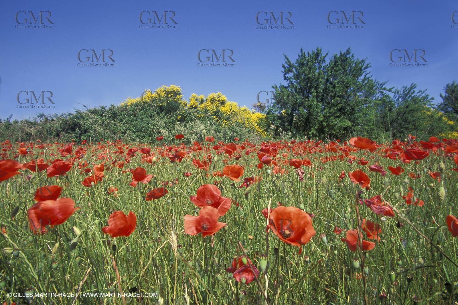 Coquelicots - Champs de Coquelicots