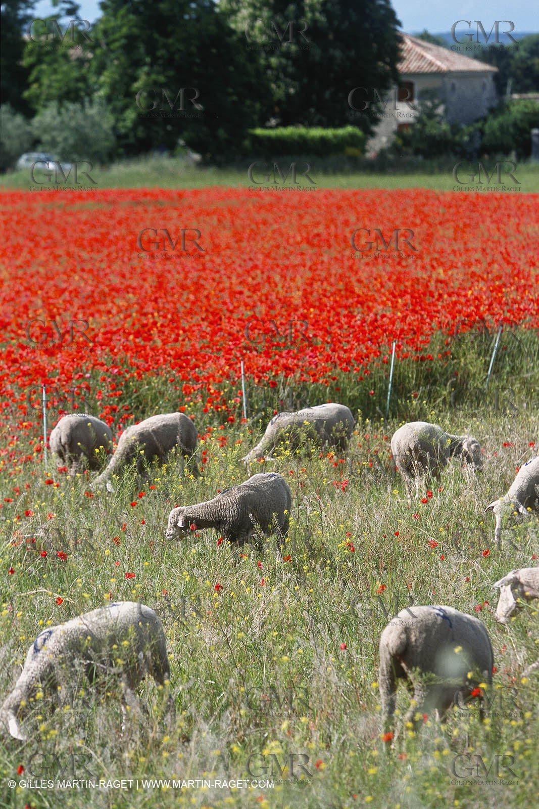 Alpilles landscapes near Eygalières (FRA,13)