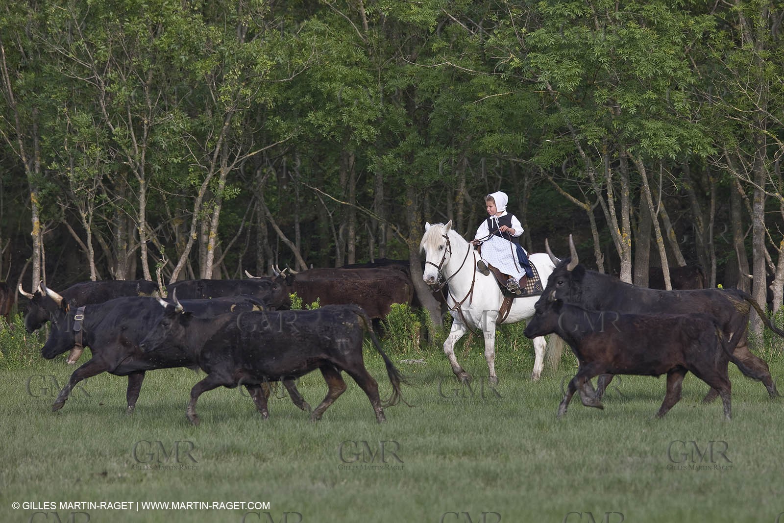 07 05 2008 - Le Cailar (FRA,30) - Stock work at Mas du Pont de Laute domain
