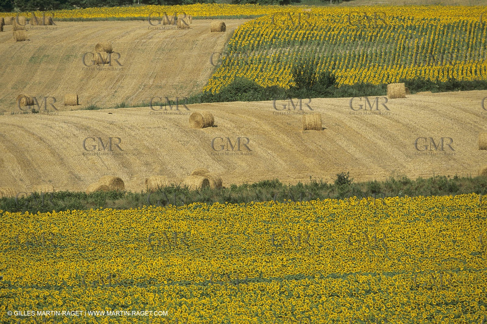 France, Provence, champs de Colza