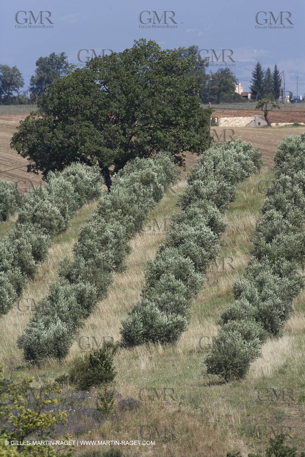 13 08 2007 - Valensole (04) - lavender fields on Valensole plateau