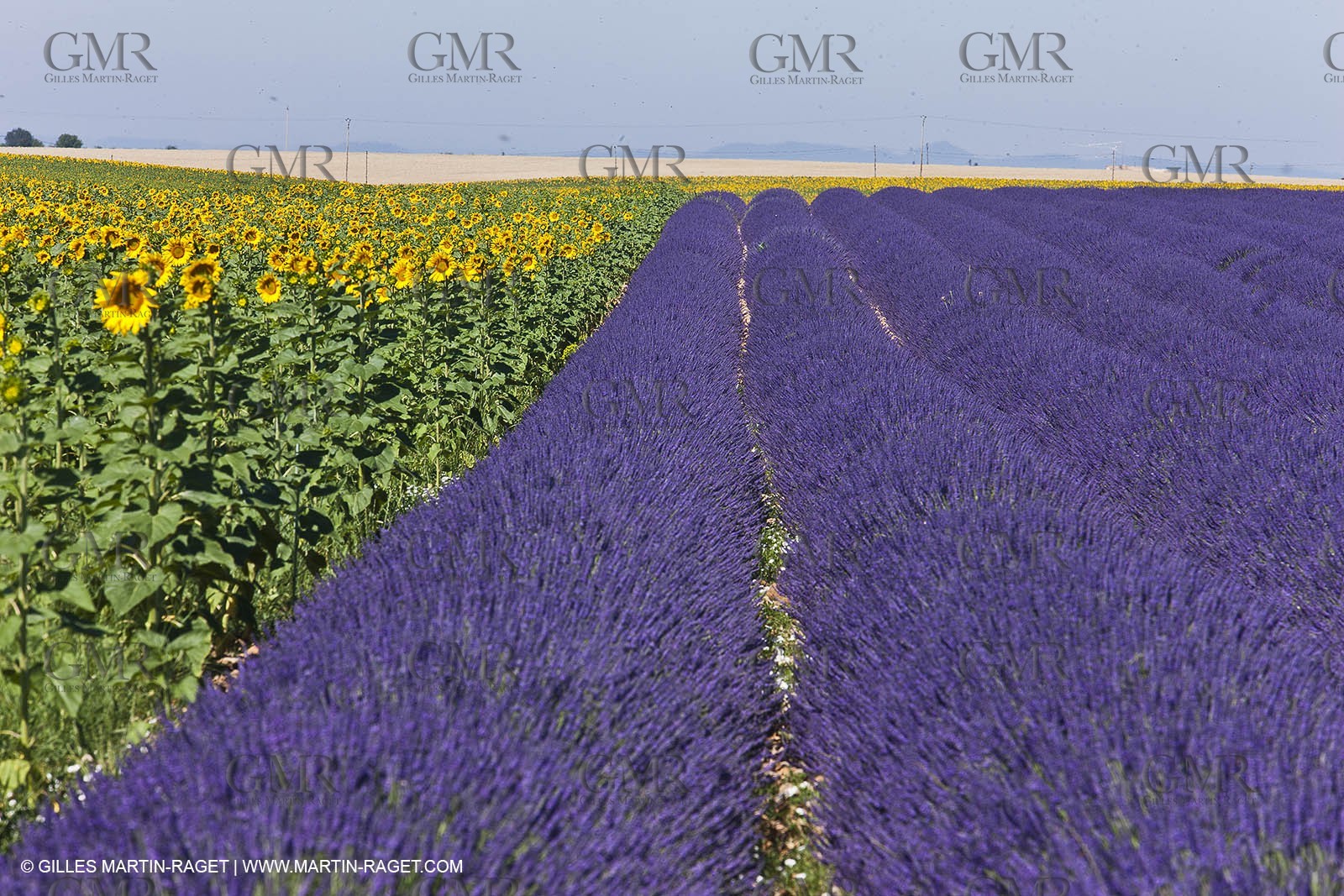 27 06 2011 - Valensole (FRA, 04) - Lavander fields