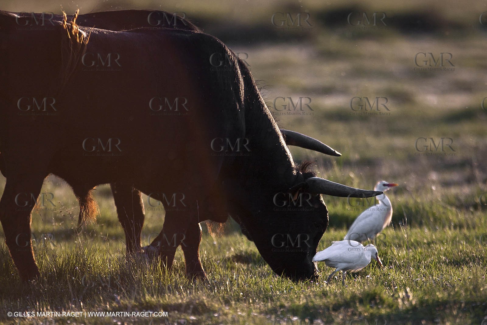 09 04 2011 - Arles (FRA,13) - Bulls fighting in Camargue