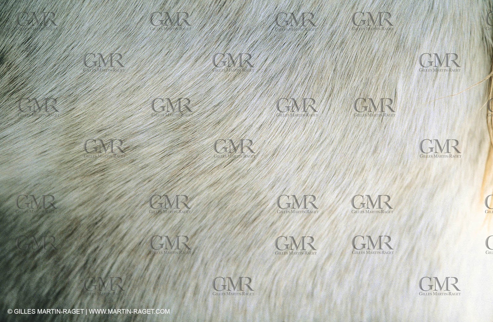 2000-2010- Arles - Les Saintes Maries de la mer (FRA,13) - Camargue horses