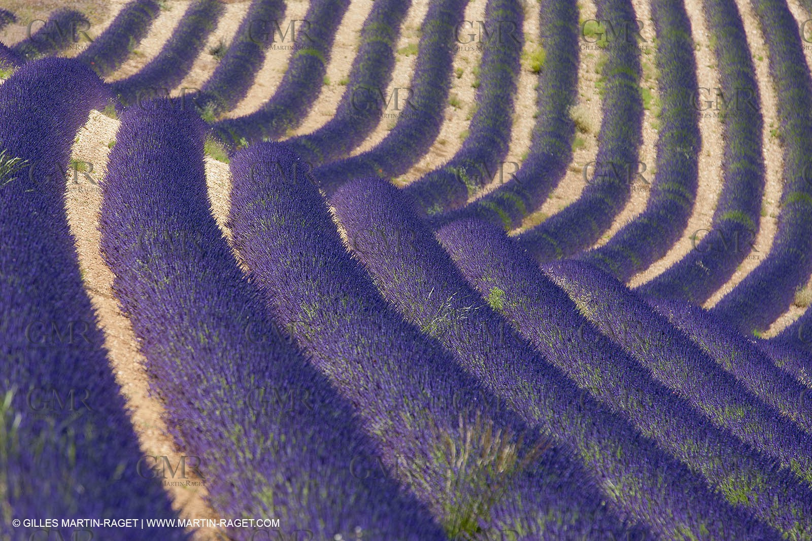 27 06 2011 - Puimichel (FRA, 04) - Lavander fields