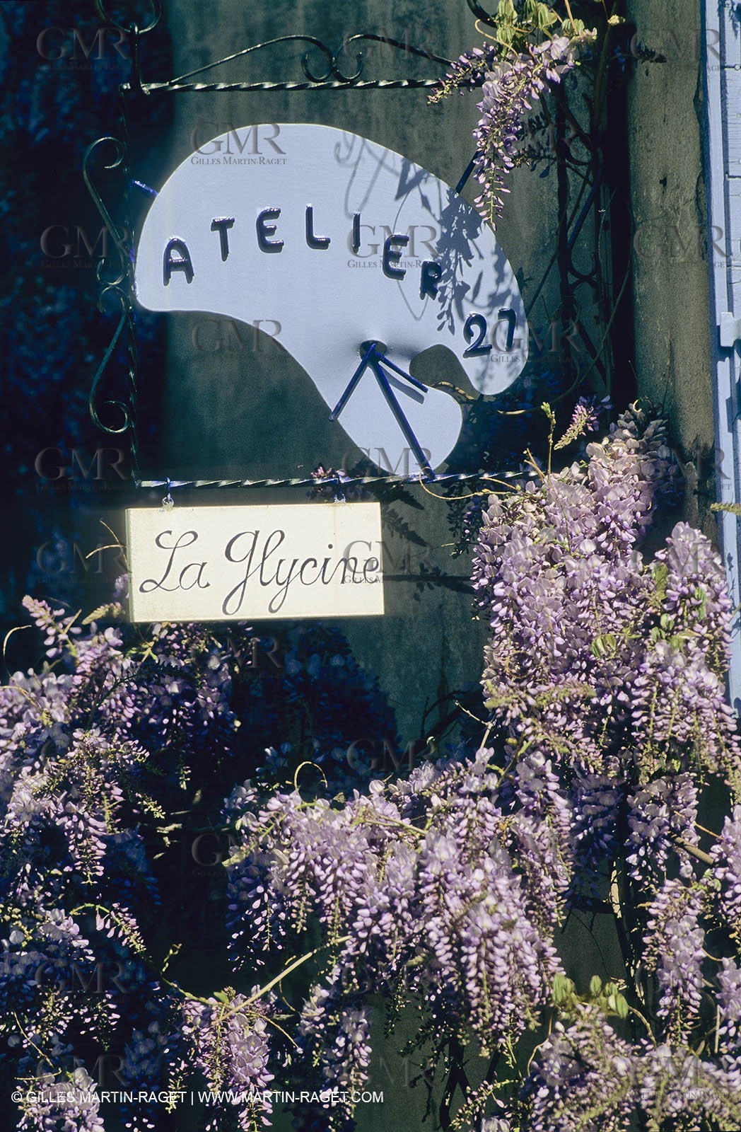 Les Alpilles, Saint Rémy de Provence, (FRA,13) - Glycine in Saint Rémy de Provence