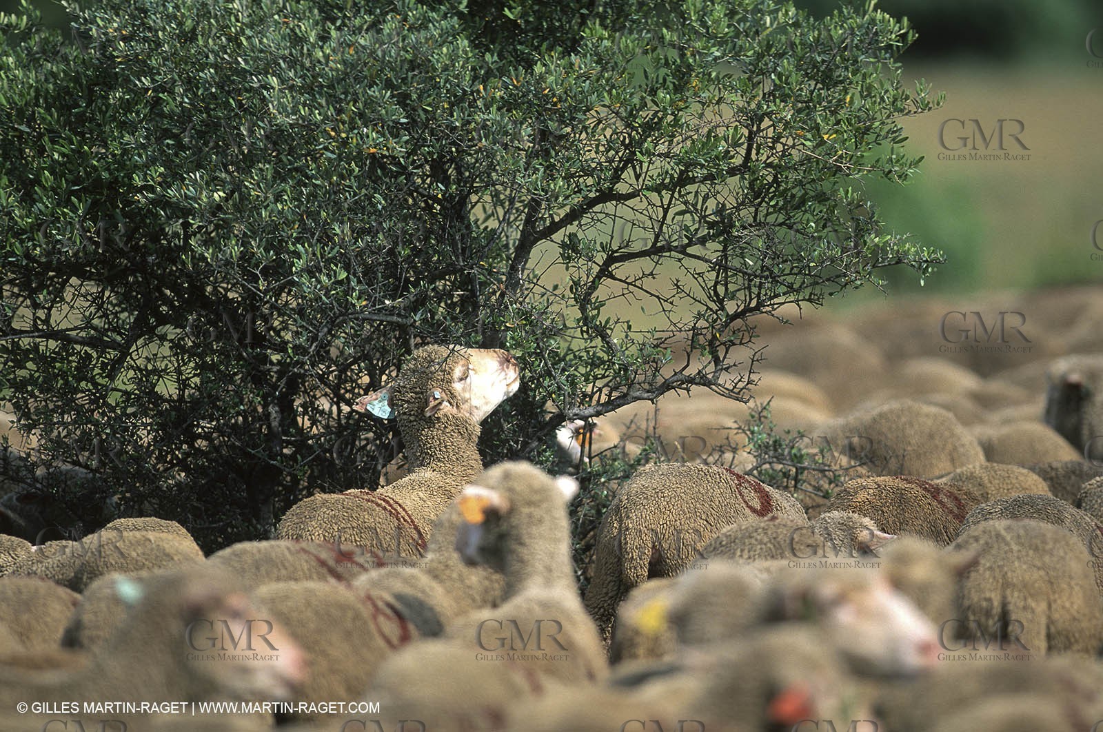 Saint Rémy de Provence (FRA,13) - Sheep stocks migration Fest