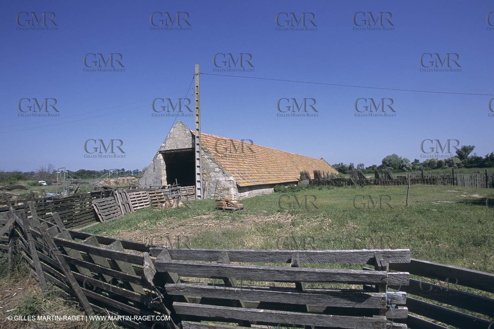 France, Provence, Camargue, Elevage de moutons, sheep breeding