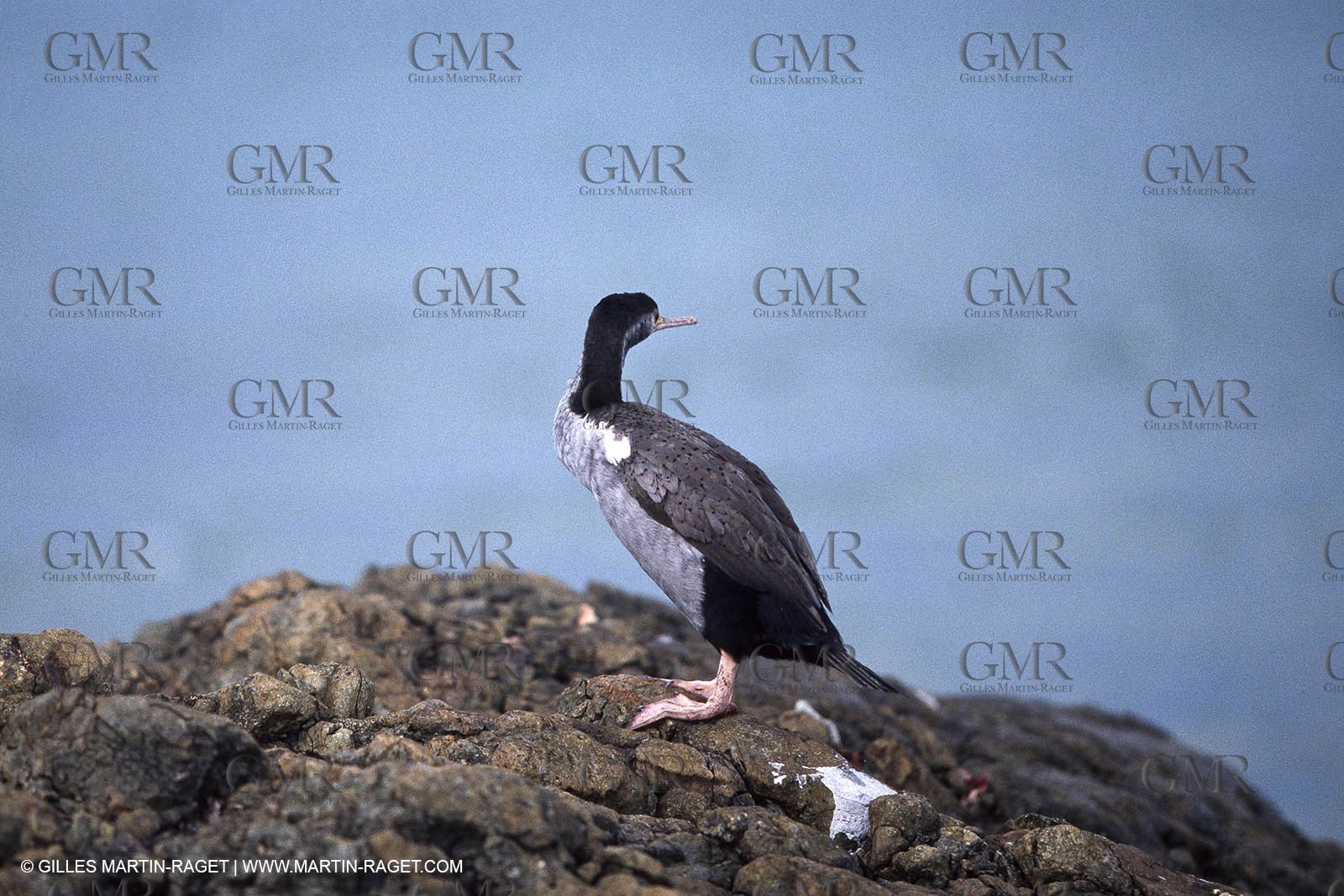 Destinations - South Pacific Ocean - New Zealand