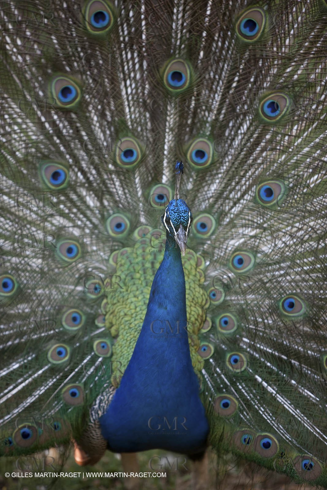 28 07 2009 - Sanary sur mer (FRA,83) - Zoo - Exotic garden