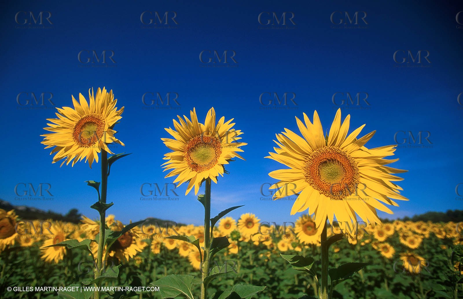 Sunflowers