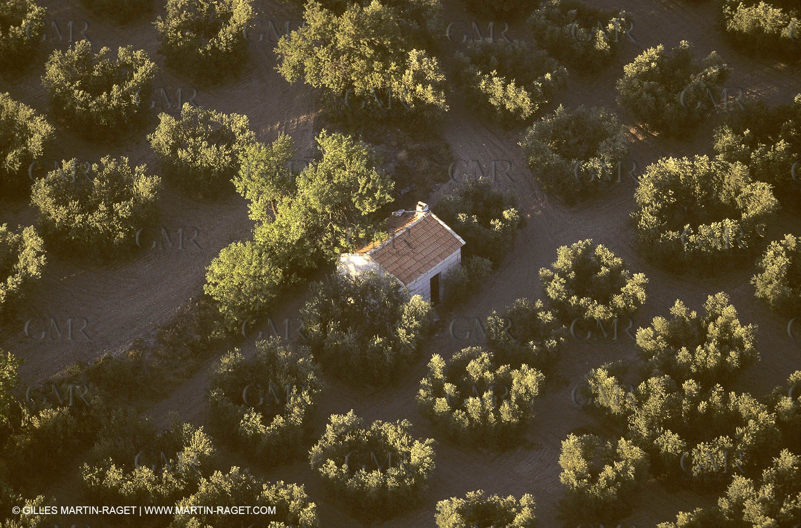 France, Provence, Oliviers, oliveraies, olive trees