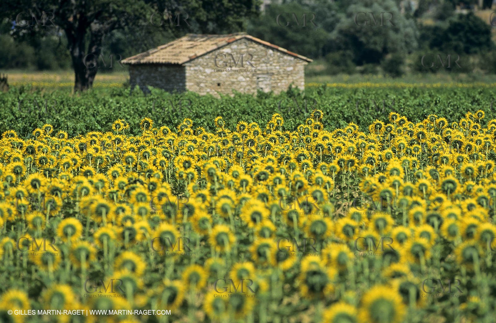 Luberon (FRA,84), Sunflower fields