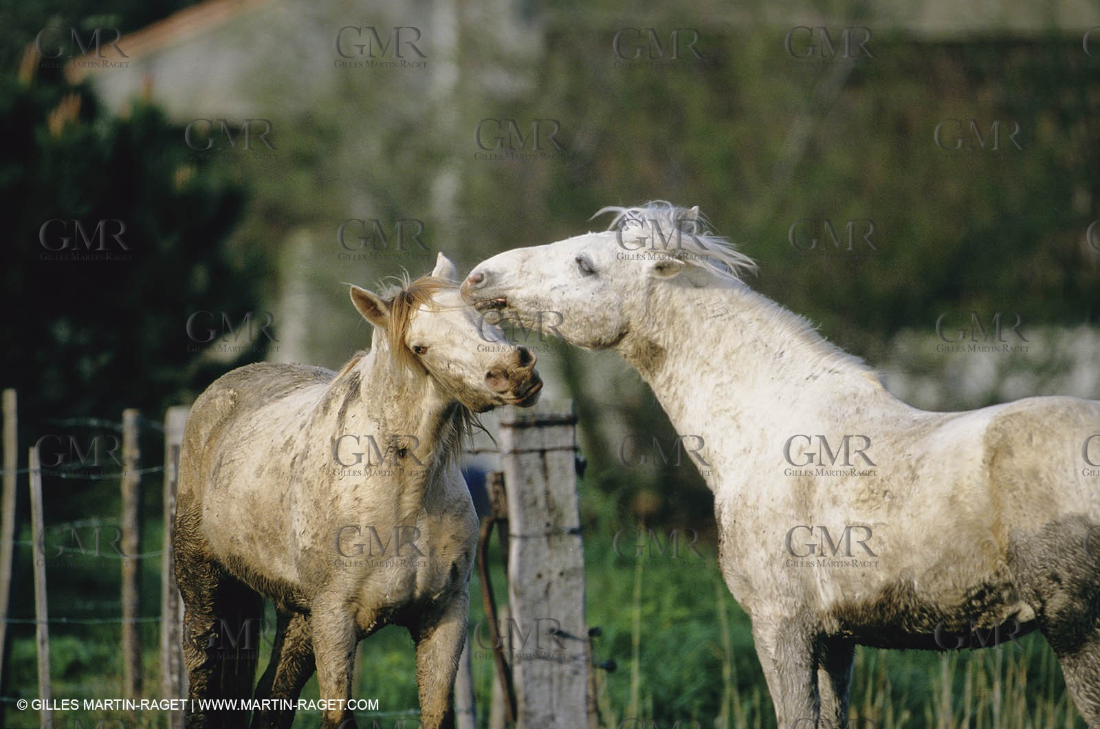 2000-2010- Arles - Les Saintes Maries de la mer (FRA,13) - Camargue horses