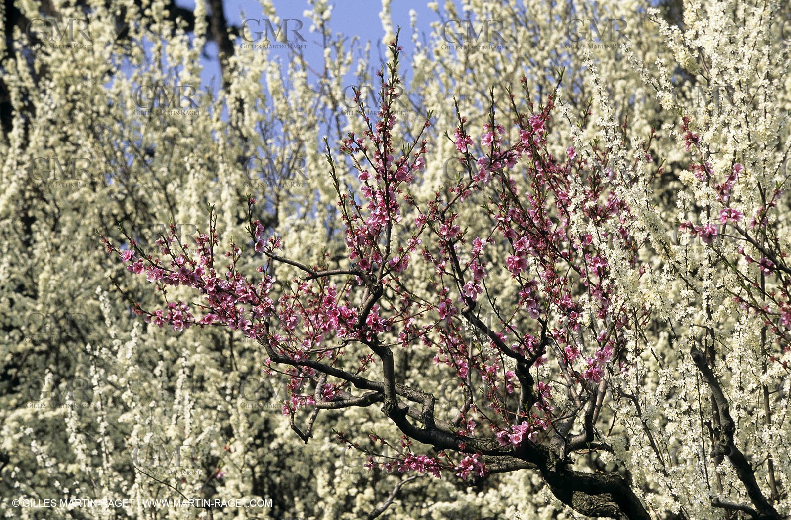 Luberon, Vaucluse (FRA,84) - Fruit trees blooming