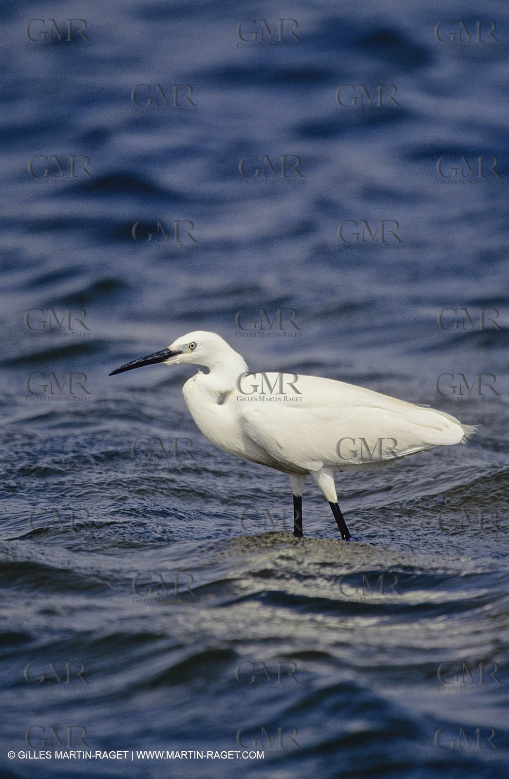 Camargue (FRA,13) - Birds in the Camargue - Little Egret