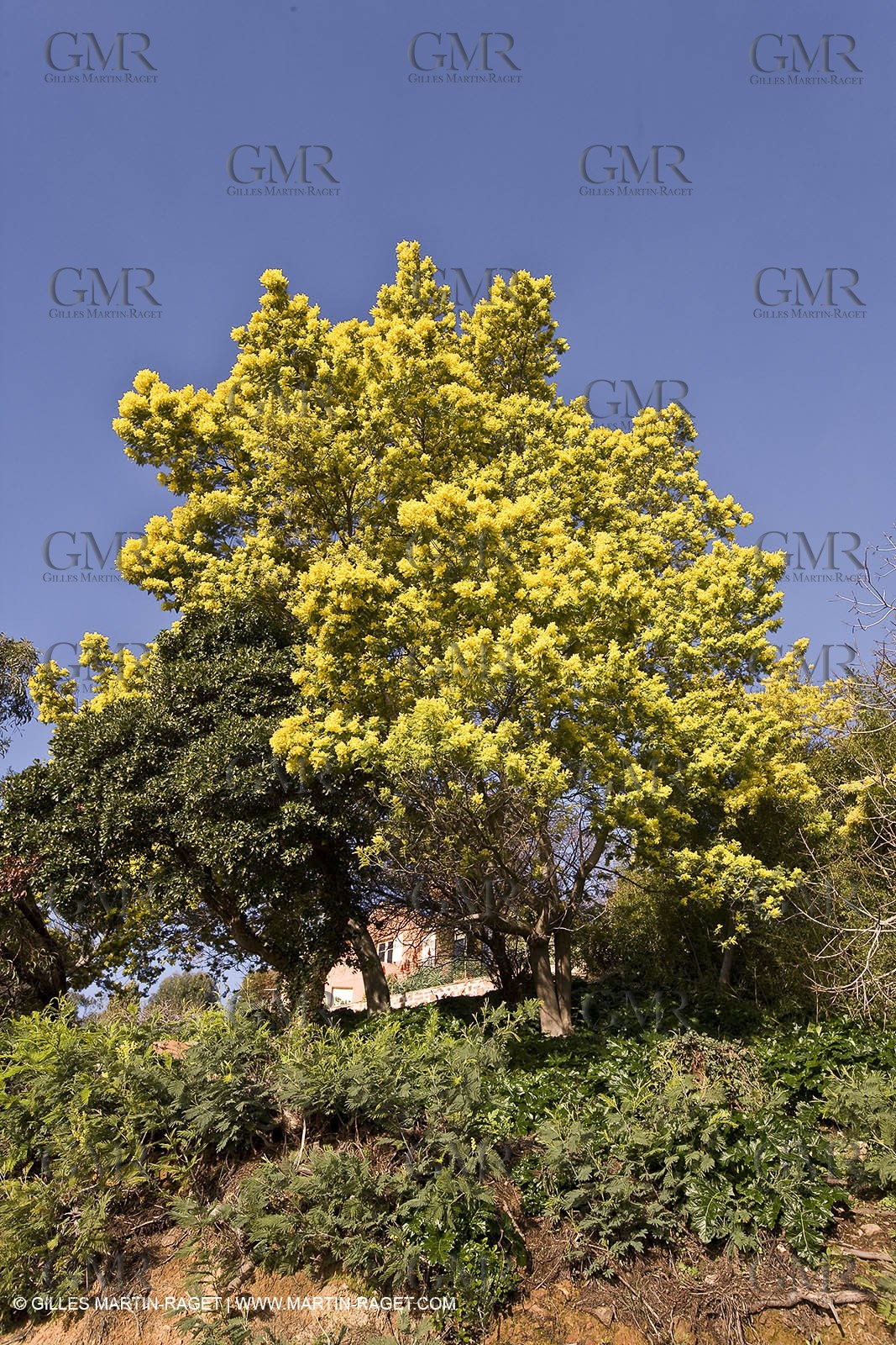 06 02 2008 - Théoule sur mer (FRA, 06) - Mimosas en fleur