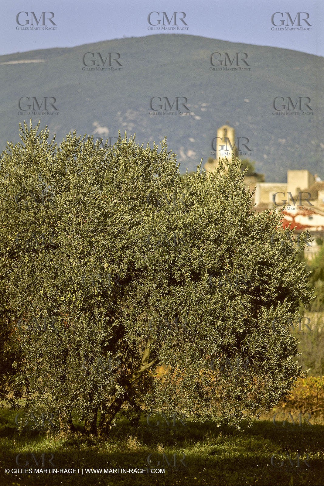 France, Provence, Oliviers, oliveraies, olive trees