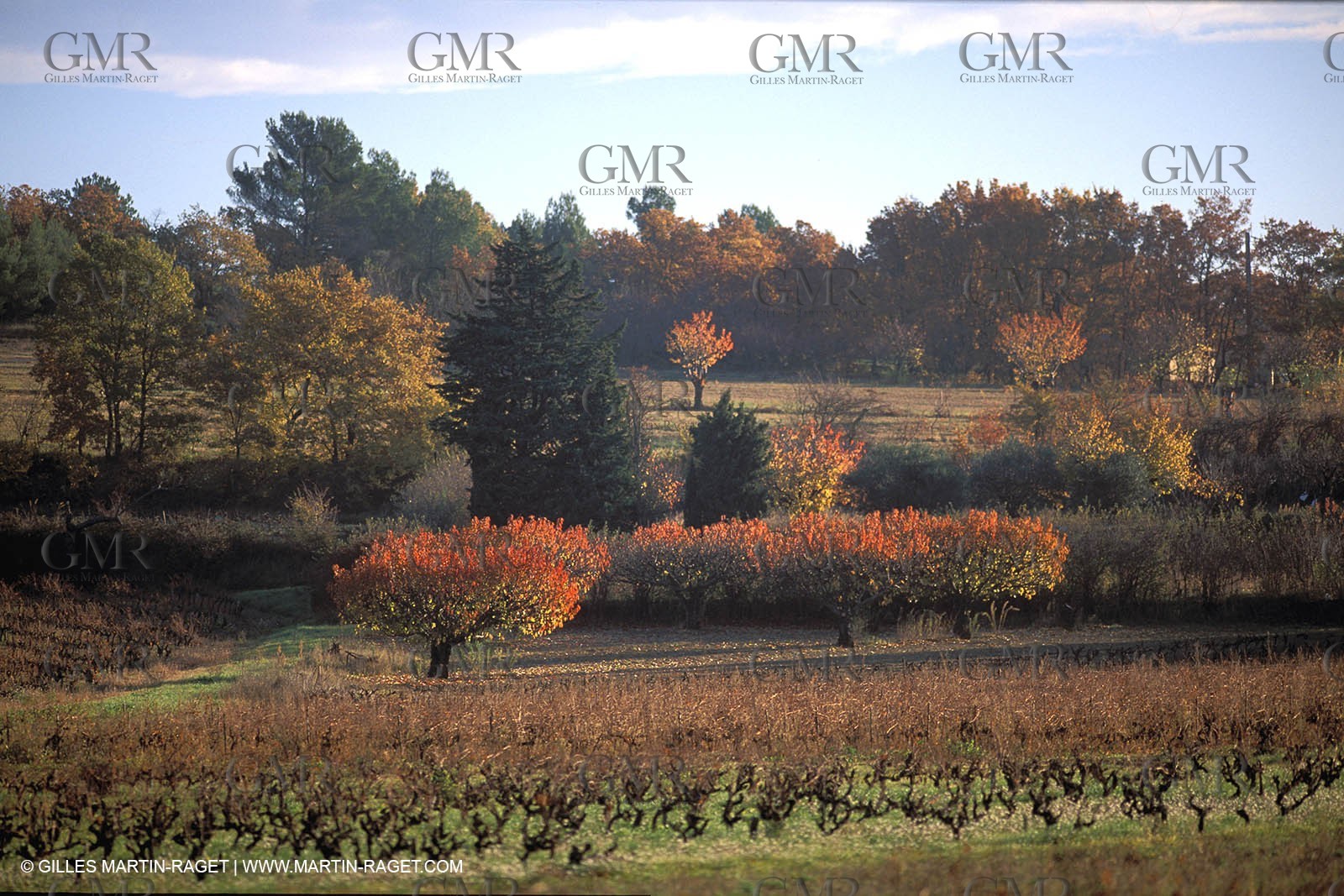 fruit trees