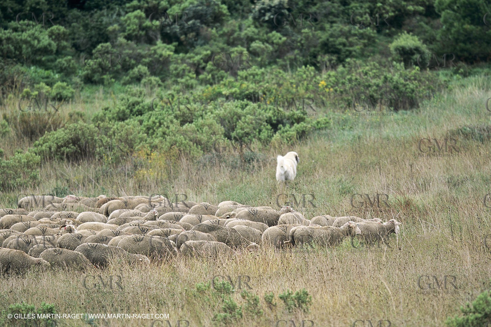 Paysages de Nîmes Métropole (FRA,30) - La Garrigue