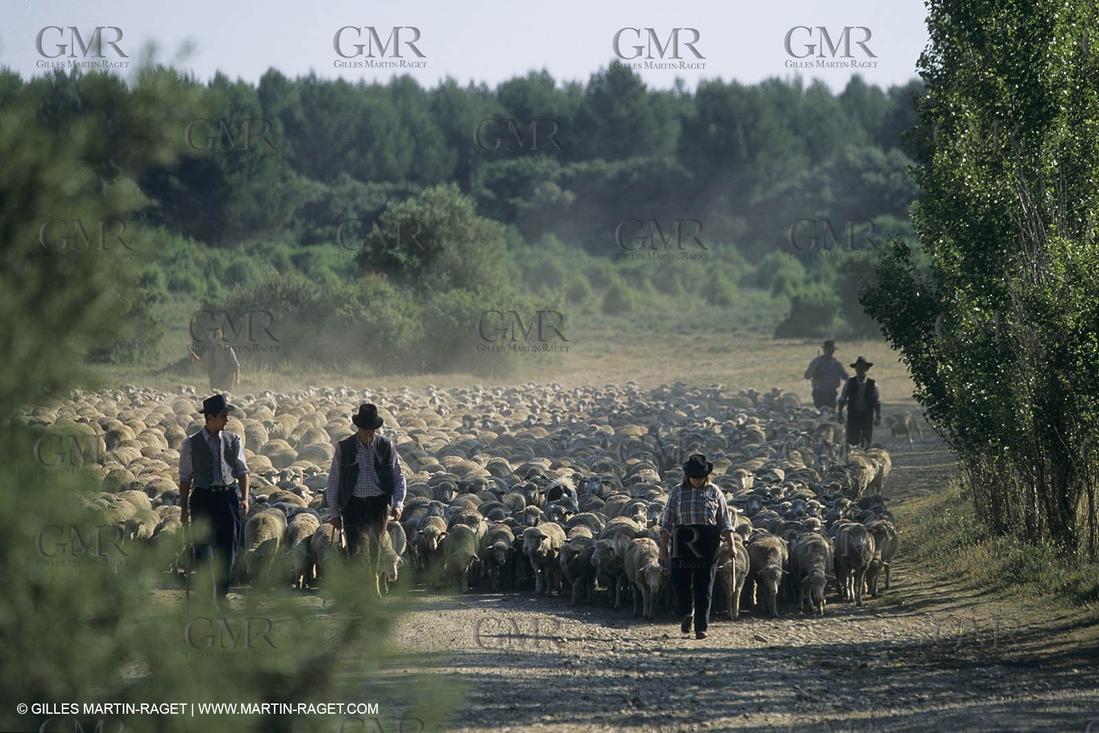 France, Provence, Moutons, bergers, élevage, transhumance
